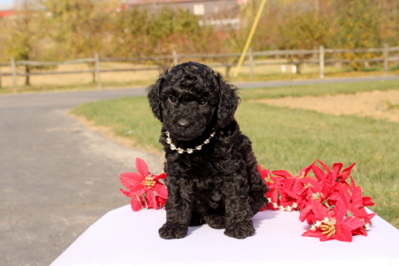 puppy, for, sale, Miniature Poodle, Matthew B. Stoltzfus, dog, breeder, Gap, PA, dog-breeder, puppy-for-sale, forsale, nearby, find, puppyfind, locator, puppylocator, aca